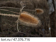 Teasel (Latin Dipsacus) has bloomed in the garden. Teasel family (Latin Dipsacoideae) is a subfamily of dicotyledonous plants of the family of Honeysuckle (Latin Caprifoliaceae). Стоковое фото, фотограф Андрей Жигальцов / Фотобанк Лори