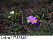 Фиолетовые примулы на клумбе крупным планом ранней весной. Стоковое фото, фотограф Snezka / Фотобанк Лори