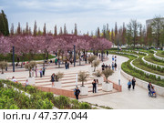 Цветущая слива Нигра в парке Галицкого. Краснодар. Редакционное фото, фотограф Алексей Букреев / Фотобанк Лори