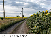 Грунтовая деревенская дорога, вдоль поля выросших подсолнухов под облачным небом. Летний сельский пейзаж. Стоковое фото, фотограф Евгений Зимин / Фотобанк Лори