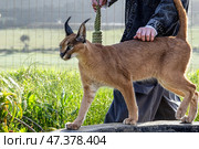 Woman holds a rope toy in hand and walks with a caracal cat. Стоковое фото, фотограф Екатерина Якименко / Фотобанк Лори