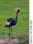Grey crowned crane, Balearica Regulorum. Стоковое фото, фотограф Александр Подшивалов / Фотобанк Лори