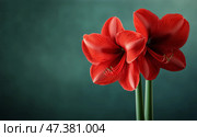 Bright Red Amaryllis Blooms Against a Soft Bokeh Background in a Warm Indoor Setting. Стоковое AI-изображение, AI-художник Юлия Гапеенко / Фотобанк Лори