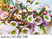Delicate pink and white flowers with vibrant green foliage and red buds create a striking composition, showcasing the natural beauty of flora in a close-up perspective. Chamelaucium uncinatum. Стоковое фото, фотограф EugeneSergeev / Фотобанк Лори