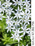 Ornithogalum umbellatum. A vivid display of white star-shaped flowers. Стоковое фото, фотограф EugeneSergeev / Фотобанк Лори