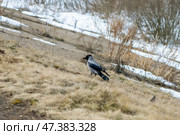 Hooded crow stands on the ground with food in its beak, in a winter landscape with snow, dry grass, and trees in the background, showcasing the bird's foraging behavior in cold weather. Стоковое фото, фотограф Ольга Ильина / Фотобанк Лори