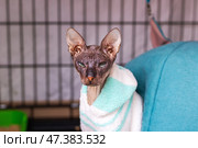 A cat, snugly wrapped in a towel, is gazing directly at the camera. Стоковое фото, фотограф Аксенова Вера / Фотобанк Лори
