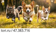 Group of domestic animals running to camera in the grass in summer, outdoor. Puppy and kitten walking in park. Cats with dogs playing together in field. Furry friends two cats and dog run front view. Стоковое AI-изображение, AI-художник Марина Демидюк / Фотобанк Лори