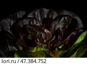 Leaves of red buttery lettuce in drops of water, Lactuca sativa, on a black background. Background butterhead lettuce. Стоковое фото, фотограф Екатерина Лызлова / Фотобанк Лори