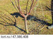 Fertilizing fruit trees. A gardener scatters nitrogen fertilizer granules on the ground near a tree in an orchard. Стоковое фото, фотограф Коханова Наталья / Фотобанк Лори