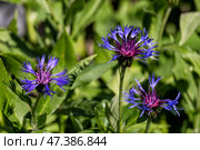 Василек горный (Centaurea montana) Стоковое фото, фотограф Юлия Бабкина / Фотобанк Лори