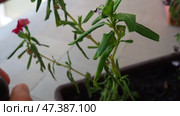 Catharanthus is genus of annual or evergreen perennial herbaceous plants of the family Apocynaceae. Spraying a wilting plant with a damaged root system with water from a spray bottle. Стоковое видео, видеограф Юлия Петровская / Фотобанк Лори