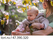 A charming boy in nature among flowering trees. A 4-month-old child looks at the camera and smiles. Family, pregnancy and childbirth. Стоковое фото, фотограф Photojuli / Фотобанк Лори