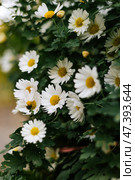 Matricaria chamomilla With white petals, yellow inflorescence and green stems. Стоковое фото, фотограф Екатерина Якименко / Фотобанк Лори