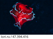 Beautiful Underwater Red Flower Resembling a Soft Coral Waving in the Ocean Currents. Стоковое фото, фотограф Aleksandr Golubev / Фотобанк Лори