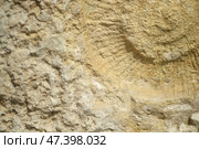 A close-up view of a rock face reveals a fossil imprint, likely a spiral-shaped ammonite, embedded within the light beige and tan rock. Стоковое фото, фотограф Елена  Попкова / Фотобанк Лори