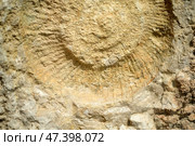 A close-up view of a rock face reveals a fossil imprint, likely a spiral-shaped ammonite, embedded within the light beige and tan rock. Стоковое фото, фотограф Елена  Попкова / Фотобанк Лори