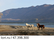 Алтай. Табун на Телецком озере. Стоковое фото, фотограф Павел Степанов / Фотобанк Лори