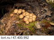 Круглые коричневые грибы-дождевики (лат. Lycoperdon) растут во мху среди старых деревьев в летний день. Стоковое фото, фотограф Наталья Сухорукова / Фотобанк Лори