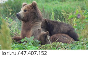 Female brown bear and her cubs. Стоковое видео, видеограф Михаил Коханчиков / Фотобанк Лори