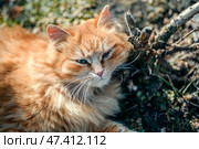 Рыжик кот греется на солнце на улице. Стоковое фото, фотограф Оксана / Фотобанк Лори
