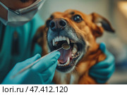 Vet performing dental cleaning on dog under anesthesia at veterinary clinic. Ветеринар тщательно чистит зубы собаки. Процедура проводится в ветеринарной клинике, обеспечивая здоровье полости рта собаки. Стоковое AI-изображение, AI-художник Katsiaryna Repich / Фотобанк Лори