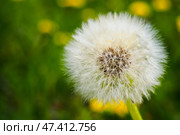 White dandelion seed head on green background, selective focus, copy space. Стоковое фото, фотограф Зарифа Арсланова / Фотобанк Лори