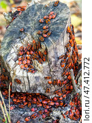 Group of firebug, Pyrrhocoris apterus on stump. Vertical view, selective focus. Стоковое фото, фотограф Зарифа Арсланова / Фотобанк Лори