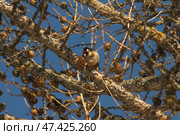 Щегол (carduelis carduelis) / goldfinch (carduelis carduelis) Стоковое фото, фотограф Александр Паньков / Фотобанк Лори