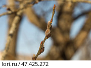 Веточка ивы с пушистыми почками / twig of willow with fluffy buds. Стоковое фото, фотограф Александр Паньков / Фотобанк Лори