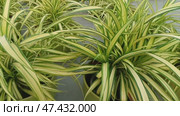 Flowers with long green leaves and a yellow stripe on them grow in pots outside. Цветы с длинными зелёными листьями и жёлтой полосой на них растут в горшках на улице. Стоковое видео, видеограф Наталья Пеньшина / Фотобанк Лори