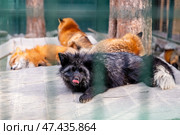 Curious silver fox resting in its enclosure while other red foxes are sleeping peacefully in the background in the zoo. Стоковое фото, фотограф Ольга Ильина / Фотобанк Лори