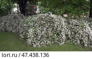 Цветение в городе Инсбрук. Австрия. Весна. Май. Flowering in the city of Innsbruck. Austria. Spring. May. Стоковое видео, видеограф Горшков Александр / Фотобанк Лори