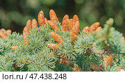 Красивые молодые жёлтые ёлочные шишки. Beautiful cones. Стоковое фото, фотограф Татьяна Д / Фотобанк Лори