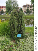 Ель обыкновенная "Инверса" (Picea abies "Inversa") в Карякинском саду в городе Рыбинске. Ярославская область, Россия (2024 год). Стоковое фото, фотограф Елена Коромыслова / Фотобанк Лори