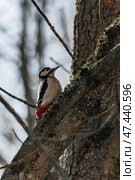 A small Spotted Woodpecker perched on a tree trunk, searching for insect larvae beneath the bark. Стоковое фото, фотограф Владимир Ендовицкий / Фотобанк Лори