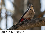 A small Spotted Woodpecker perched on a tree trunk, searching for insect larvae beneath the bark. Стоковое фото, фотограф Владимир Ендовицкий / Фотобанк Лори