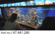 Barcelona, Spain - August 5, 2018: Tourists visits Barcelona Aquarium. Aquarium located in Port Vell, a harbor in Barcelona, Catalonia, Spain. Редакционное видео, видеограф Mikhail Davidovich / Фотобанк Лори