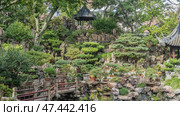 Landscape design of a Chinese park. A bridge over a stream. Ornamental bonsai trees grow in pots on rocky ledges. Gazebos, canopies with curved roof edges among the green vegetation. China. Shanghai. Стоковое фото, фотограф Вера Ивановна Кубарева / Фотобанк Лори