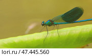 Beautiful demoiselle (Calopteryx virgo) is a European damselfly belonging to the family Calopterygidae. It is often found along fast-flowing waters where it is most at home. Стоковое видео, видеограф Андрей Армягов / Фотобанк Лори
