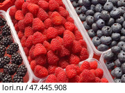 Background of blueberries, huckleberries and blackberries in plastic trays. Стоковое фото, фотограф Володина Ольга / Фотобанк Лори
