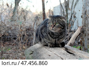 Шотландский вислоухий кот на прогулке. Стоковое фото, фотограф Лариса Веселова / Фотобанк Лори
