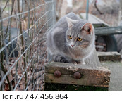 Серый кот на деревянной скамье. Стоковое фото, фотограф Лариса Веселова / Фотобанк Лори