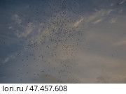 Танец комаров на фоне неба. Стоковое фото, фотограф Роман Иванов / Фотобанк Лори
