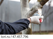 Spring gardening. Whitewashing of fruit trees from insects and diseases. A tree trunk and a gardener's hand with a brush and whitewash, coloring an apple tree. Стоковое фото, фотограф Photojuli / Фотобанк Лори