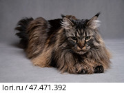 Кот породы мейкун. Стоковое фото, фотограф Сергей Чупахин / Фотобанк Лори