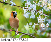 Bright bird male grosbeak sitting on branches of white blossoming cherry tree in spring may garden. Стоковое фото, фотограф Бачкова Наталья / Фотобанк Лори