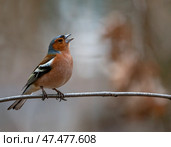 Bird chaffinch male singing in spring park sitting on branches. Стоковое фото, фотограф Бачкова Наталья / Фотобанк Лори