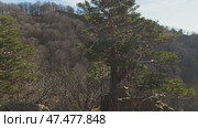 A striking pine tree stands prominently against a backdrop of gently rolling hills, mostly bare of leaves but alive with texture. The sky is a soft blue with wispy clouds. Стоковое видео, видеограф Воловодов Владимир / Фотобанк Лори