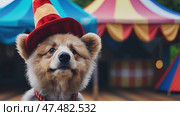 A teddy bear toy on the background of a circus. Стоковое AI-видео, аниматор Ирина Старикова / Фотобанк Лори